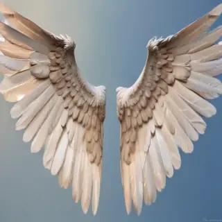 angel wing pictures