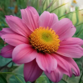 iphone wallpaper nature flowers