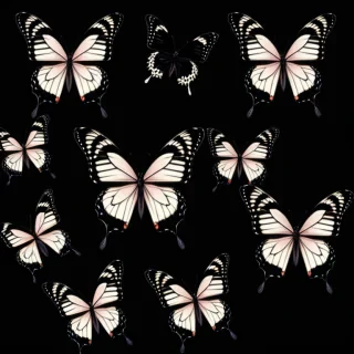 black butterfly aesthetic