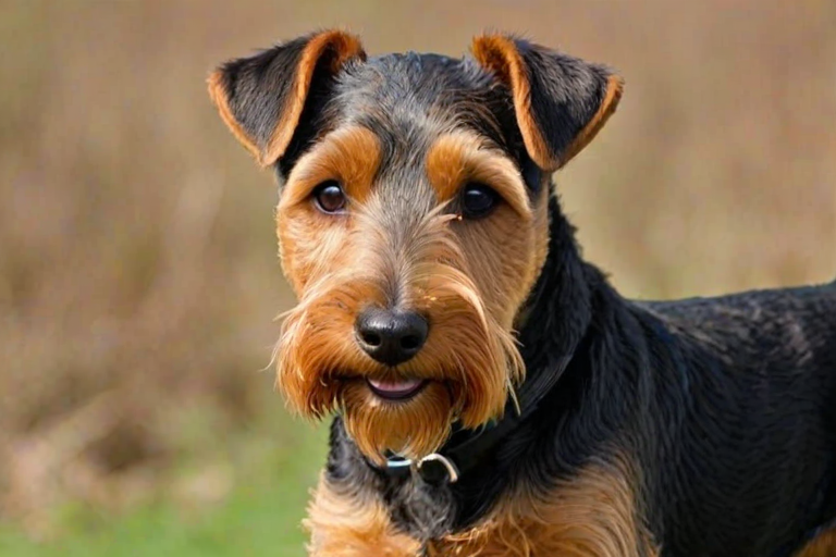welsh terrier dog breed