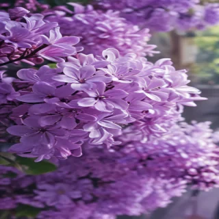 lilac iphone wallpaper