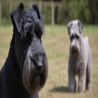 kerry blue terrier
