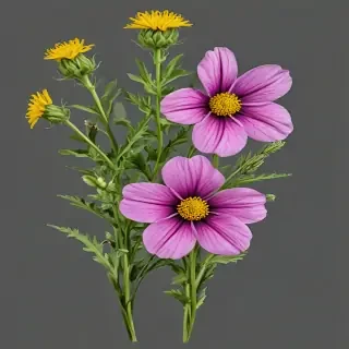 wildflower png