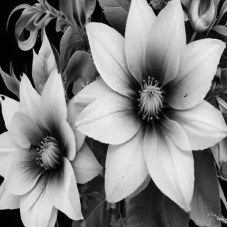 flower clipart black and white