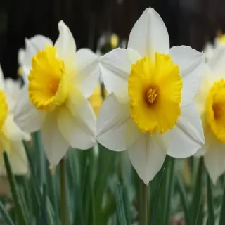 daffodil flower