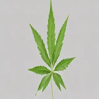 marijuana leaf transparent background