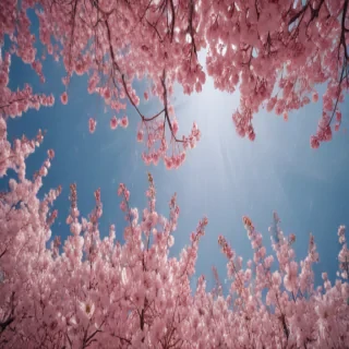 cherry blossoms png