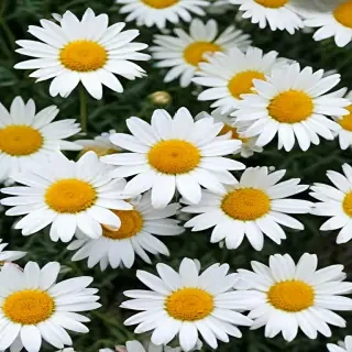 daisy desktop wallpaper