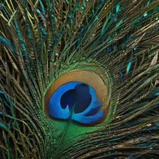 peacock feather images