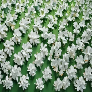 green and white background