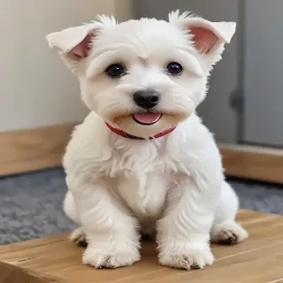 westiepoo dog breed