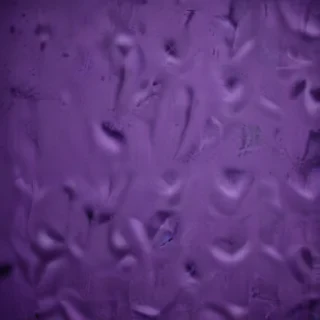 pretty purple backgrounds