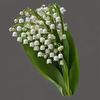 lily of the valley png