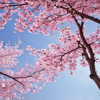cherry blossom backgrounds
