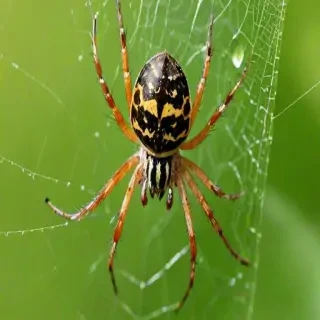 wallpapers of spiders