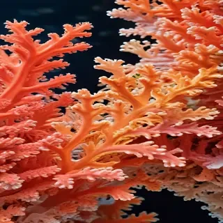 coral color