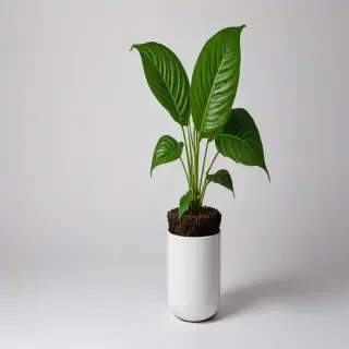 plant no background