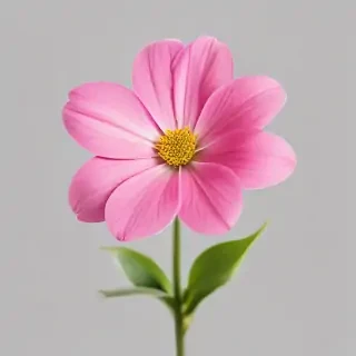 pink flower transparent background