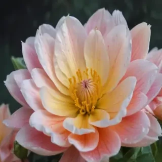 iphone flower background
