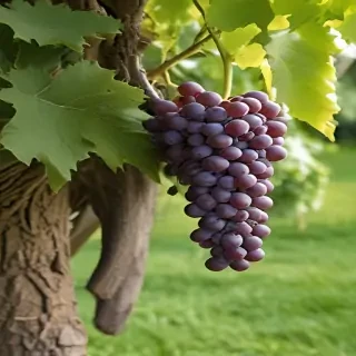 grape tree