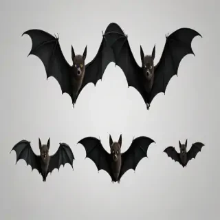 halloween bats png
