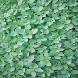 mint green background