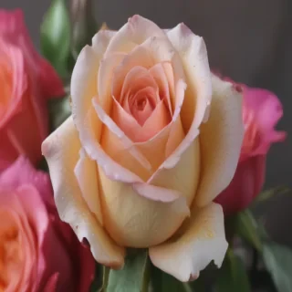 rose with background