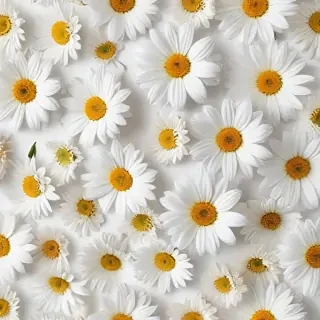 flowers white background