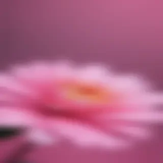 pink wallpapers for iphone