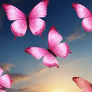 images of pink butterflies