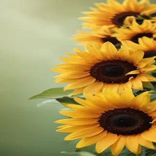 sunflower computer wallpaper