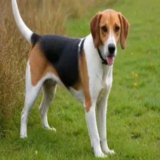 english foxhound