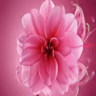 pink iphone wallpaper hd
