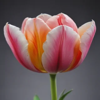 tulip flower