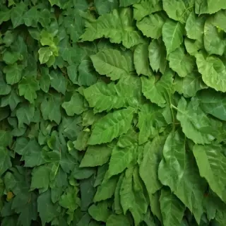 leaf background green