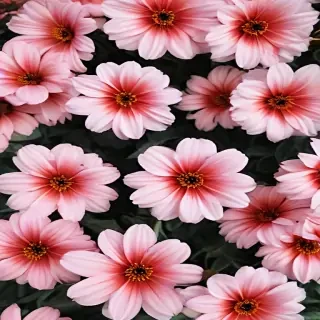 flower background aesthetic