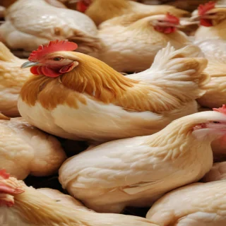chicken background