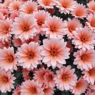 cute aesthetic flower wallpapers