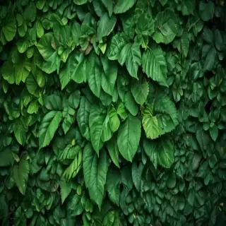 iphone wallpaper green