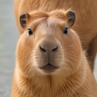 capybara transparent