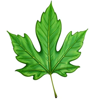 green leaf png