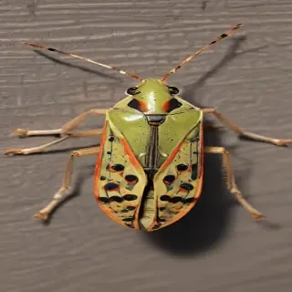 locust bug