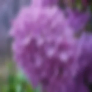 lilac iphone wallpaper
