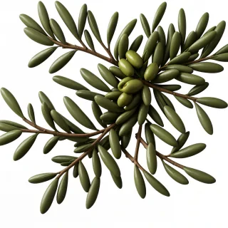 olive branch png