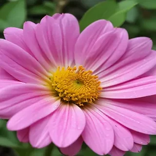 iphone flower nature wallpaper