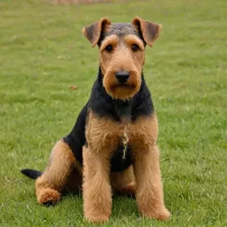airedale terrier