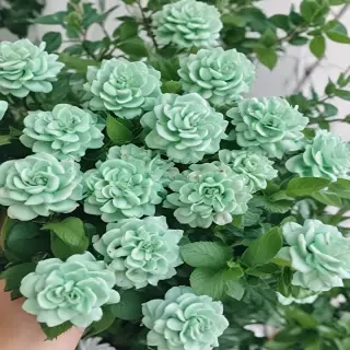 mint green aesthetic
