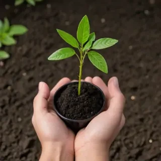 seedling png