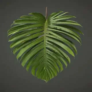 palm tree leaf png