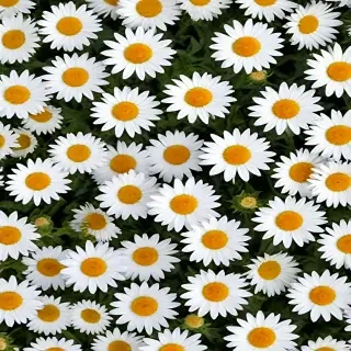 daisy background wallpaper